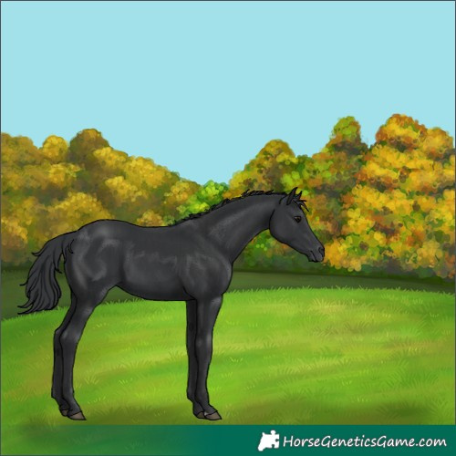 Horse Color:Black and Black