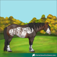 Horse Color:Brown Rabicano  and Brown Frame Rabicano 