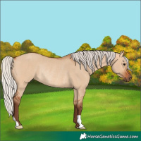 Horse Color:Silver Bay Dun Rabicano