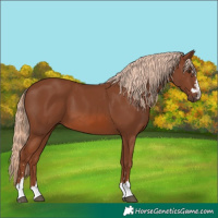 Horse Color:Chestnut 
