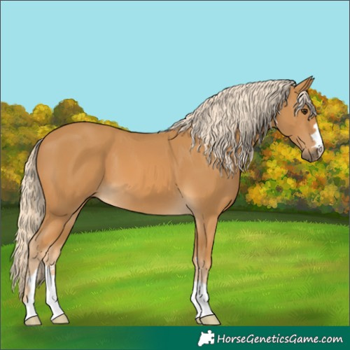 Horse Color:Palomino 