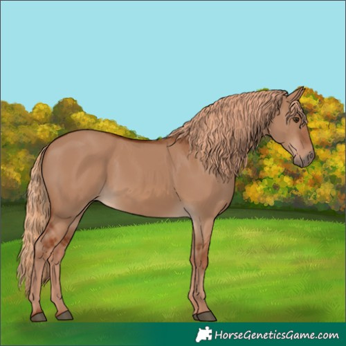 Horse Color:Red Dun 