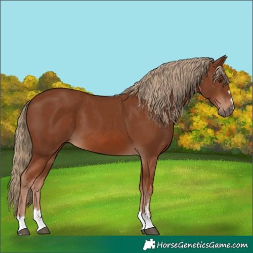 Horse Color:Chestnut 