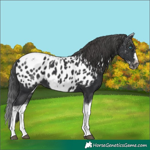 Horse Color:White Spotted Black Splash Tobiano Frame Appaloosa 