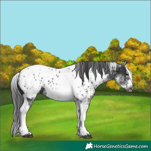 Horse Color:White Spotted Black Splash Tobiano Frame Appaloosa 