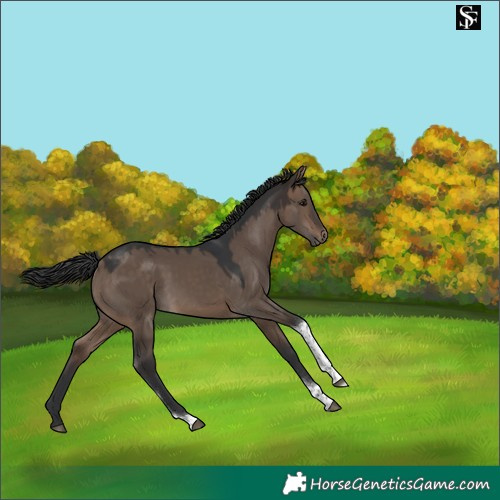 Horse Color:Brown Dun Tobiano 