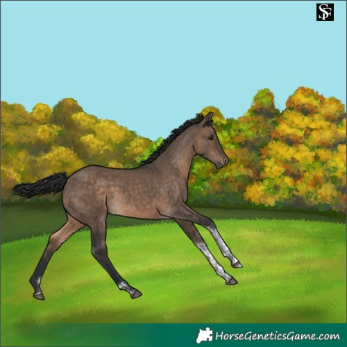 Horse Color:Brown Dun Tobiano 