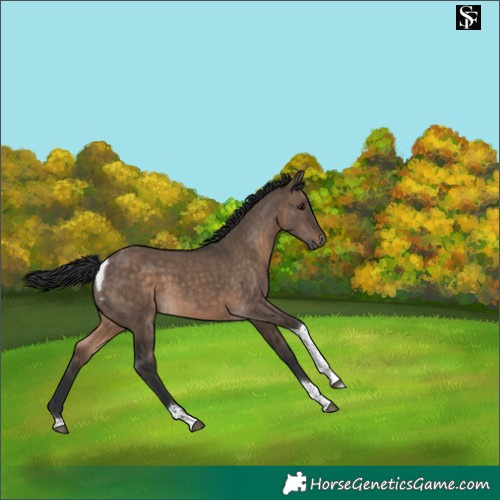 Horse Color:Brown Dun Tobiano 
