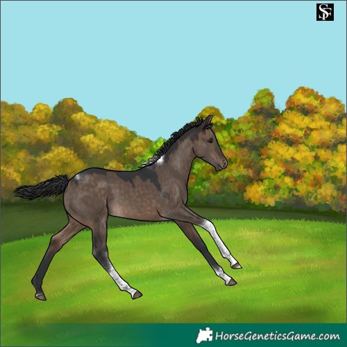 Horse Color:Brown Dun Tobiano 