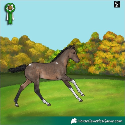 Horse Color:Brown Dun Tobiano 