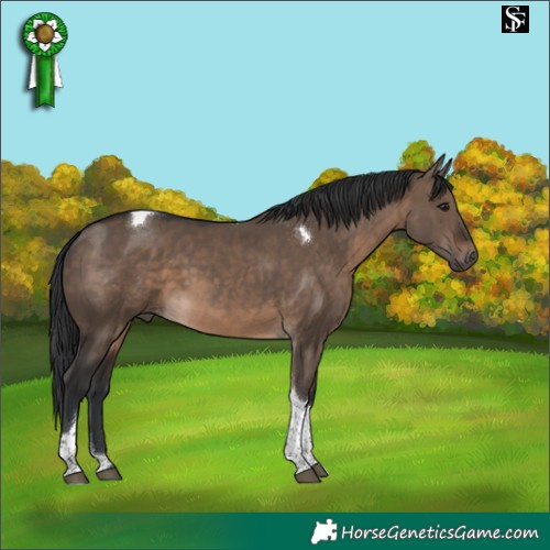 Horse Color:Brown Dun Tobiano 
