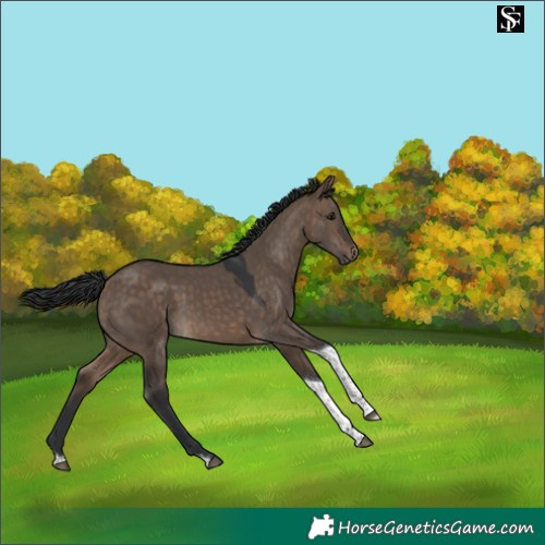 Horse Color:Brown Dun Tobiano 