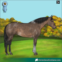 Horse Color:Brown Dun Tobiano 