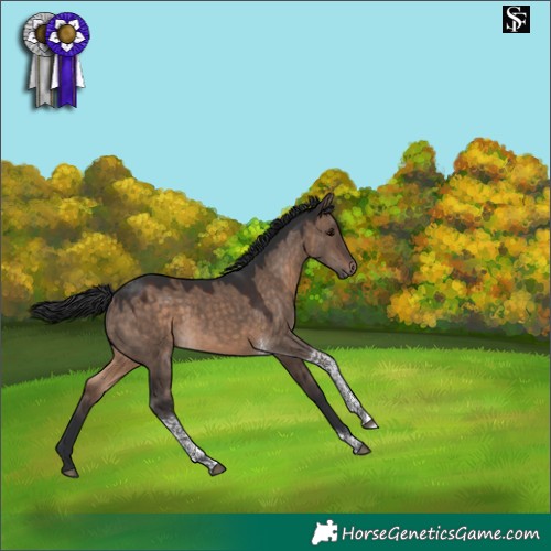 Horse Color:Brown Dun Tobiano 