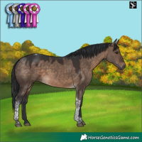 Horse Color:Brown Dun Tobiano