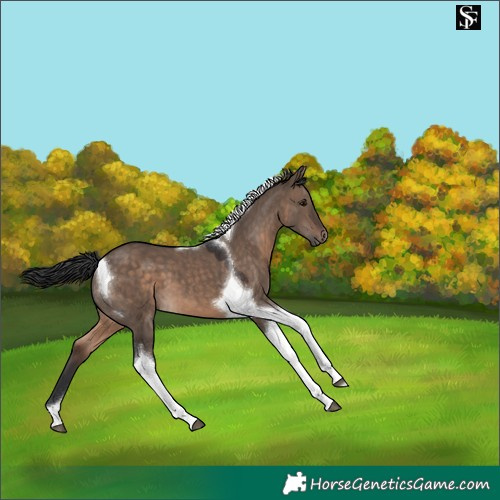 Horse Color:Brown Dun Tobiano 