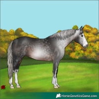 Horse Color:Gray White Spotted Silver Brown