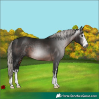 Horse Color:Gray White Spotted Silver Brown