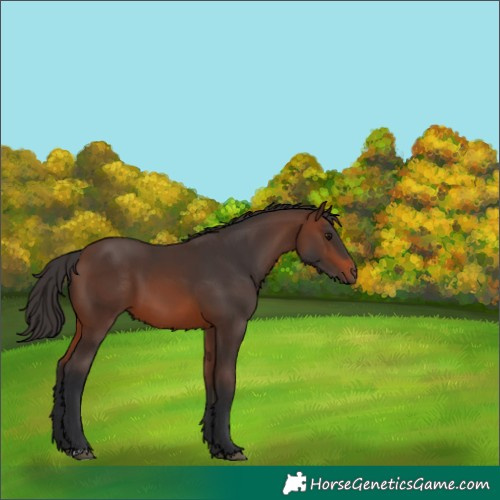 Horse Color:Brown