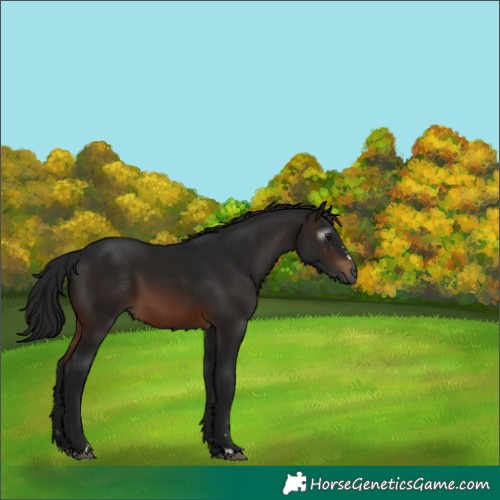 Horse Color:Gray Bay