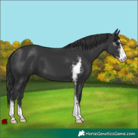 Horse Color:Black Sabino 