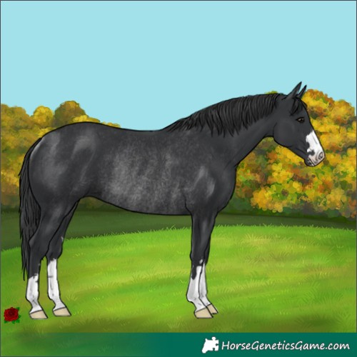 Horse Color:Black Rabicano 