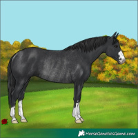 Horse Color:Black Rabicano