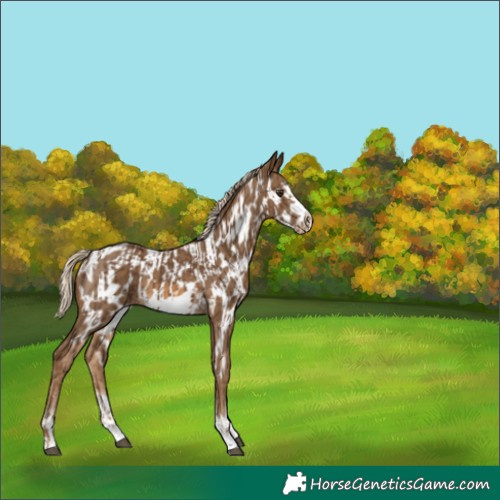 Horse Color:Chocolate Palomino Sabino Frame  and Chocolate Palomino Sabino Splash Frame Appaloosa 