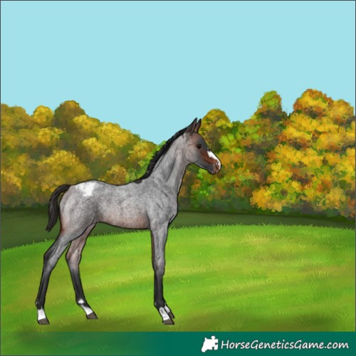 Horse Color:Brown Roan Appaloosa Rabicano