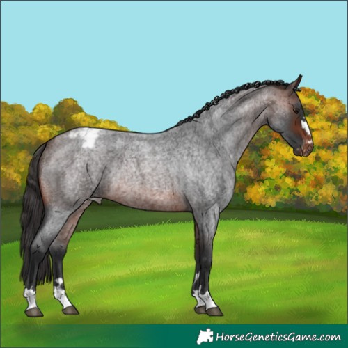 Horse Color:Brown Roan Appaloosa Rabicano 
