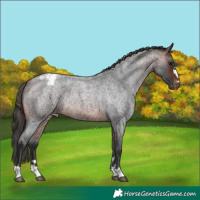 Horse Color:Brown Roan Varnish Rabicano 