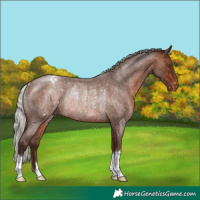 Horse Color:Silver Brown Roan Appaloosa Rabicano