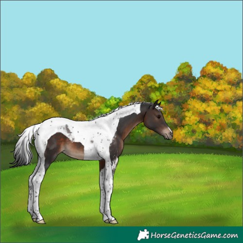 Horse Color:Brown Tobiano