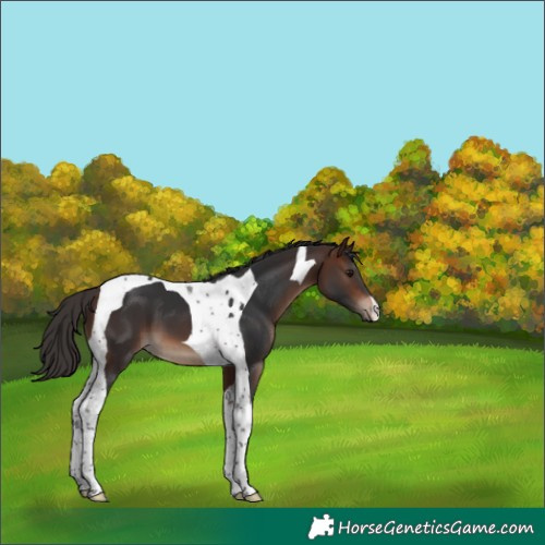 Horse Color:Brown Tobiano 