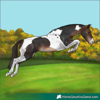 Horse Color:Brown Tobiano 