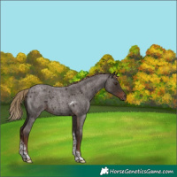 Horse Color:Liver Red Roan Tobiano