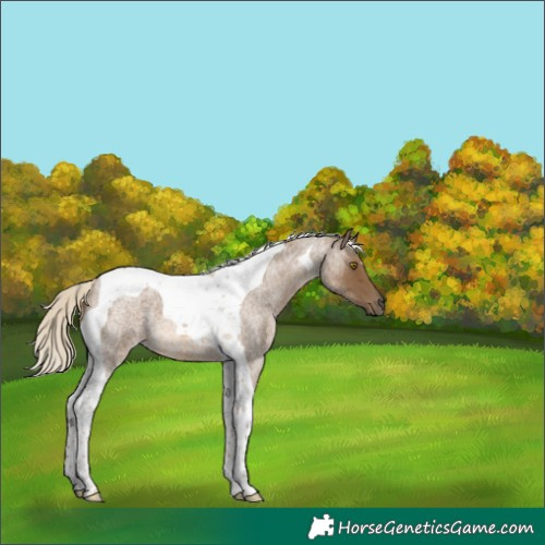 Horse Color:Chocolate Palomino Roan Tobiano 