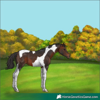 Horse Color:Brown Tobiano