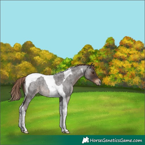Horse Color:Liver Red Roan Tobiano 