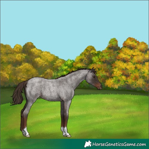 Horse Color:Liver Red Roan 