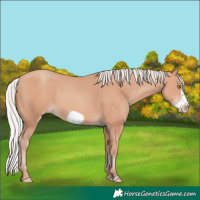 Horse Color:Silver Amber Champagne Frame