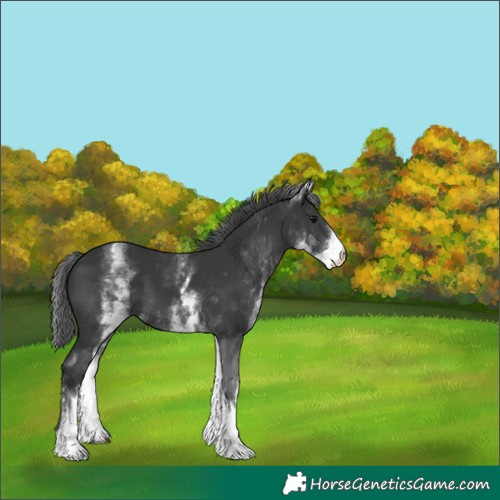 Horse Color:White Spotted Black