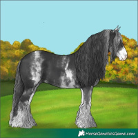 Horse Color:White Spotted Black