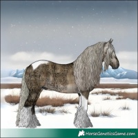 Horse Color:Gray Plaid  White Spotted Silver Brown Ice Dun 