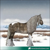 Horse Color:Gray Plaid  White Spotted Silver Brown Ice Dun 