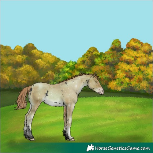 Horse Color:Void Watercolor White Spotted Gold Champagne Sabino 
