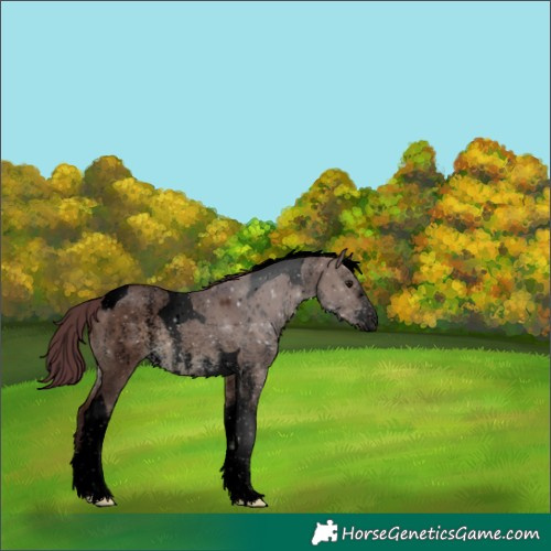 Horse Color:Void Chocolate Brown Dun Sabino Tobiano 