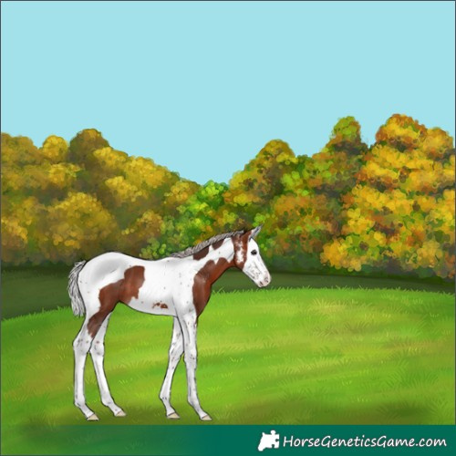 Horse Color:Silver Bay Sabino Splash Tobiano 