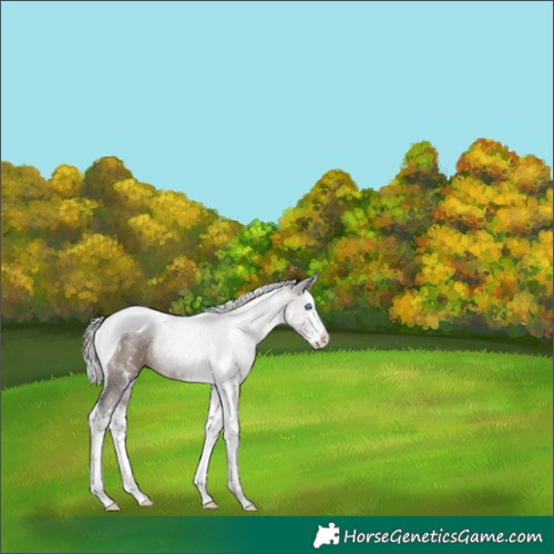 Horse Color:Silver Black Sabino Splash Tobiano Rabicano