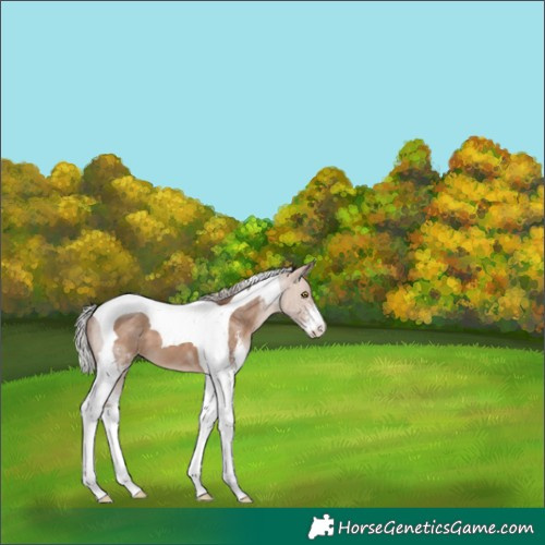 Horse Color:Silver Brown Dun Sabino Tobiano